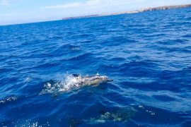Algarve en famille : où voir des dauphins en liberté ?