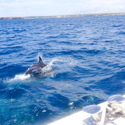 Algarve en famille : où voir des dauphins en liberté ?