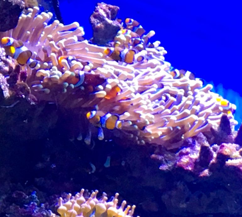 Nemo à l’aquarium de Barcelone 